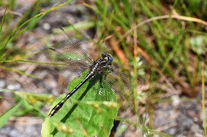 067 2017-06260937 Oxbow NWR, MA